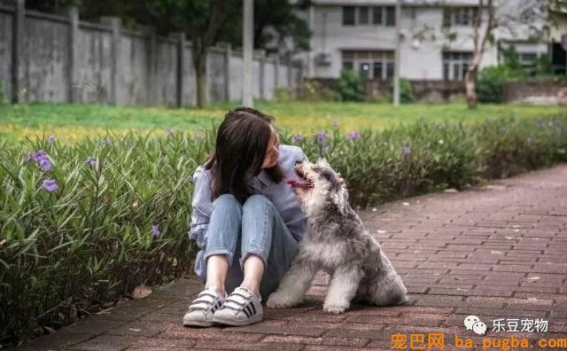 养狗没有那么简单，最少你要付出这些代价，最后一个太扎心！-1.jpeg