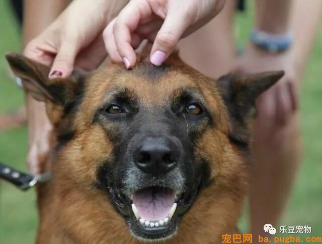 养狗没有那么简单，最少你要付出这些代价，最后一个太扎心！-4.jpeg
