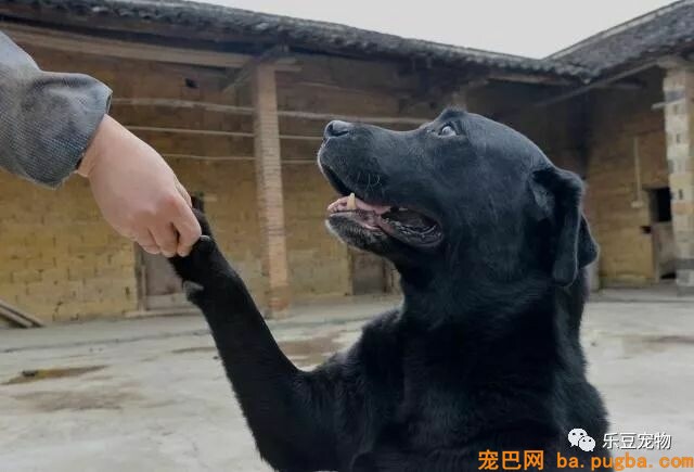 养狗没有那么简单，最少你要付出这些代价，最后一个太扎心！-5.jpeg