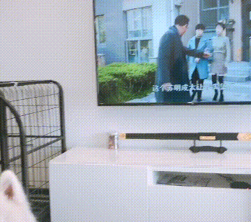 看《都挺好》时，铲屎官不测发现自家狗砸去当了群众演员？-4.gif