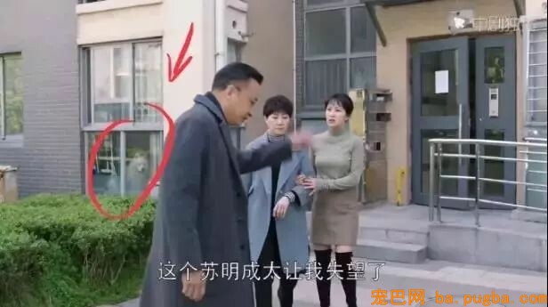 看《都挺好》时，铲屎官不测发现自家狗砸去当了群众演员？-3.jpeg