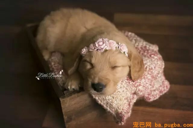 狗狗是孩子长大路上最好的“朋友”-6.jpeg