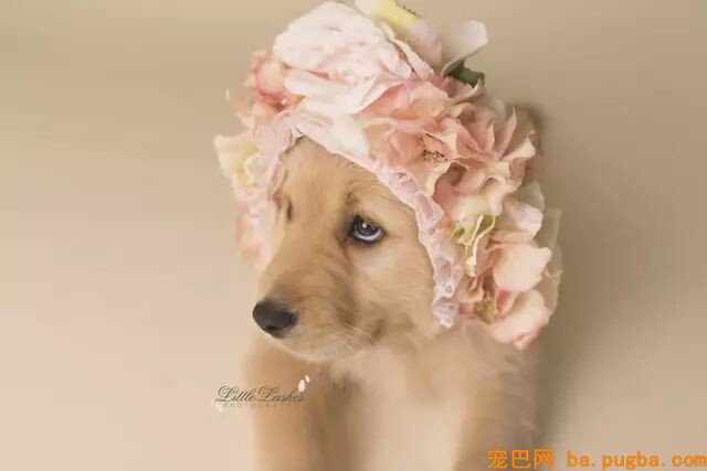 狗狗是孩子长大路上最好的“朋友”-12.jpeg