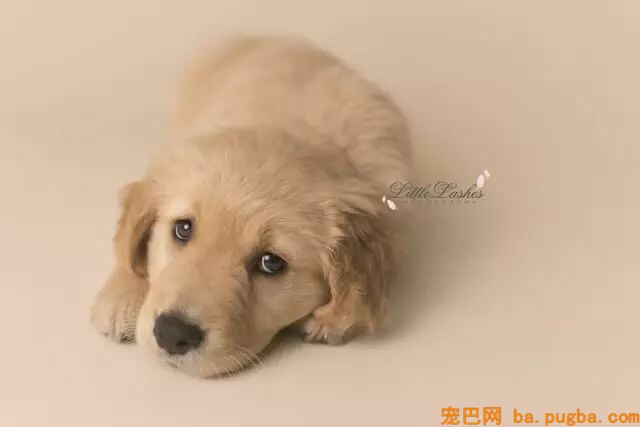 狗狗是孩子长大路上最好的“朋友”-11.jpeg