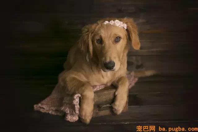 狗狗是孩子长大路上最好的“朋友”-17.jpeg