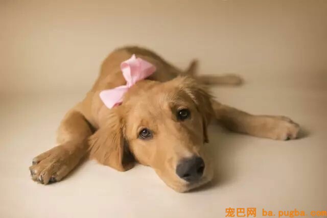 狗狗是孩子长大路上最好的“朋友”-15.jpeg