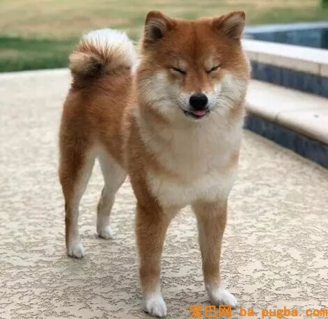 狗会觉得为难吗？-1.jpeg