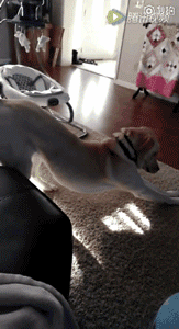 狗会觉得为难吗？-4.gif