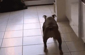 狗会觉得为难吗？-6.gif