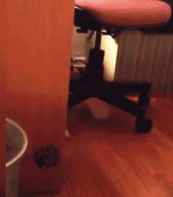 狗会觉得为难吗？-11.gif