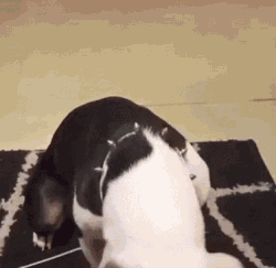 狗会觉得为难吗？-12.gif