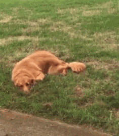 狗会觉得为难吗？-13.gif