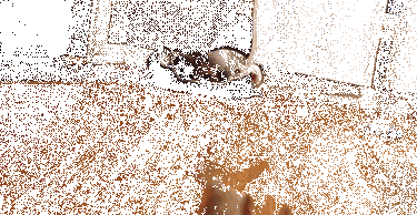 狗会觉得为难吗？-17.gif