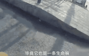 超暖！受伤漂泊狗误入马路，交警将它护在身下走了近200米...-5.gif