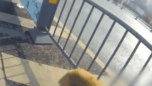 超暖！受伤漂泊狗误入马路，交警将它护在身下走了近200米...-3.gif