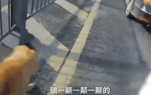超暖！受伤漂泊狗误入马路，交警将它护在身下走了近200米...-2.gif