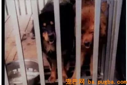 铲屎官为了治二哈的臭脾气,把它和藏獒关在一起,没想到的是二哈却这么强大!-2.jpeg