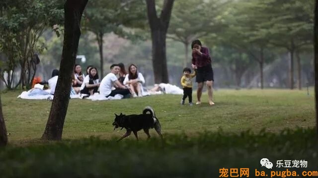 无狗社区，愿望虽好，但太残忍！-1.jpeg