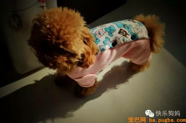 狗狗不吃狗粮怎么办？-3.jpeg