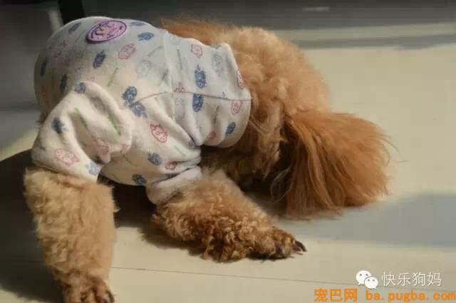 狗狗不吃狗粮怎么办？-2.jpeg