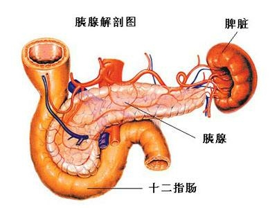 犬胰腺炎