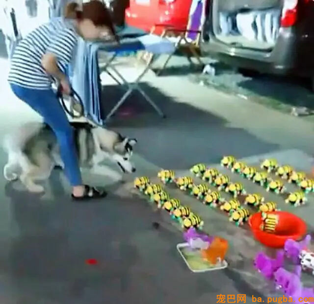 主人带二哈遛弯，看到地摊上的仿真狗子二哈不淡定了……-1.jpg