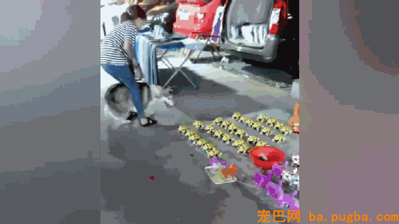 主人带二哈遛弯，看到地摊上的仿真狗子二哈不淡定了……-2.gif