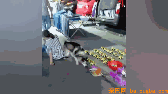 主人带二哈遛弯，看到地摊上的仿真狗子二哈不淡定了……-4.gif