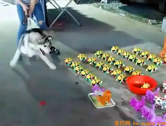 主人带二哈遛弯，看到地摊上的仿真狗子二哈不淡定了……-3.jpg