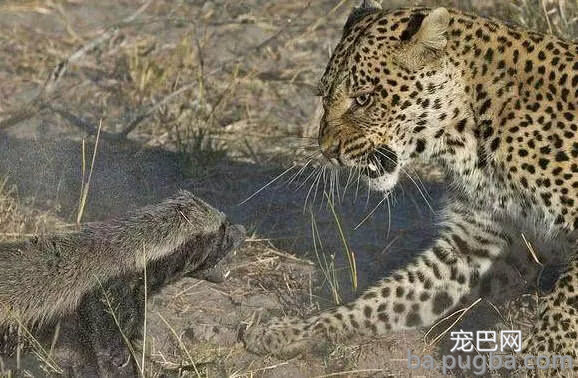 蜜獾出门被花豹挡路，不知好歹与花豹对峙，最后被花豹一招吓怂-3.jpg