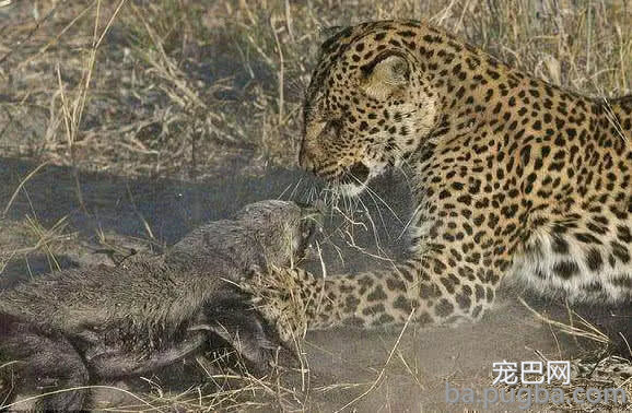 蜜獾出门被花豹挡路，不知好歹与花豹对峙，最后被花豹一招吓怂-4.jpg