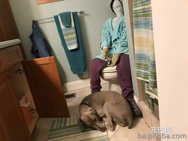 主人一出门，狗狗就自残，为了抚慰焦虑症爱犬，主人做了个“影分身”...-5.jpeg