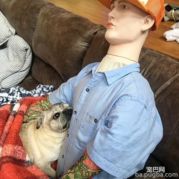主人一出门，狗狗就自残，为了抚慰焦虑症爱犬，主人做了个“影分身”...-8.jpeg