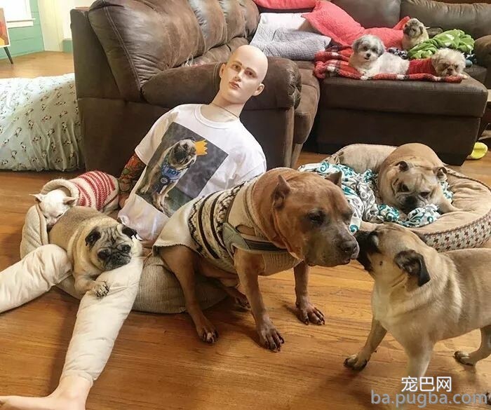 主人一出门，狗狗就自残，为了抚慰焦虑症爱犬，主人做了个“影分身”...-11.jpeg