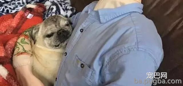 主人一出门，狗狗就自残，为了抚慰焦虑症爱犬，主人做了个“影分身”...-14.jpeg