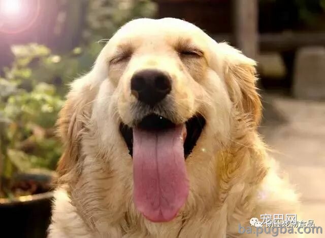 简单又实用，轻松处置狗狗异味！-4.jpeg