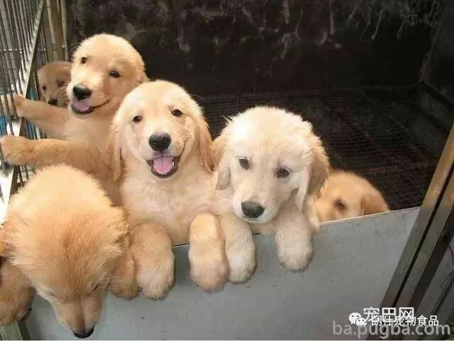 简单又实用，轻松处置狗狗异味！-6.jpeg