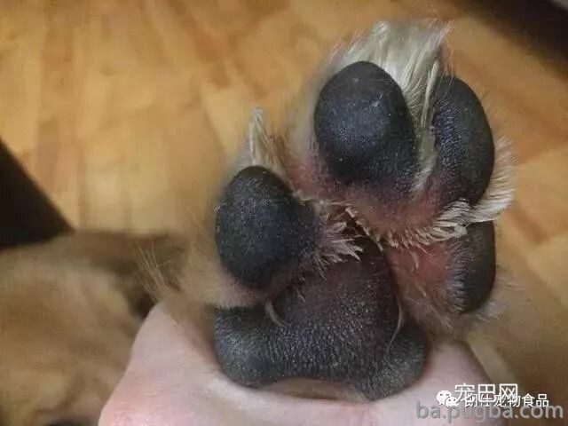 简单又实用，轻松处置狗狗异味！-10.jpeg