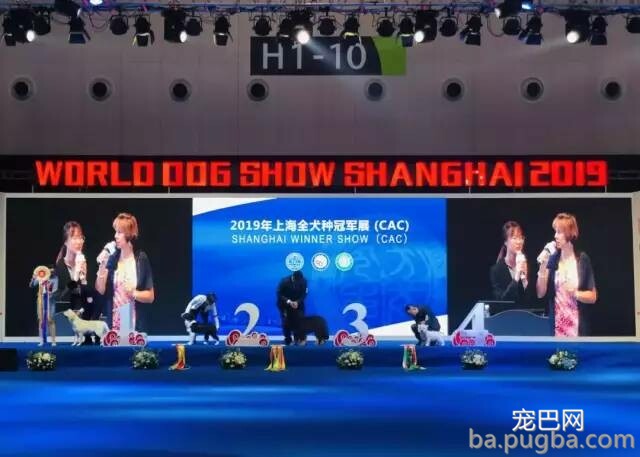 2019年上海世界杯犬展正式拉开序幕-6.jpeg