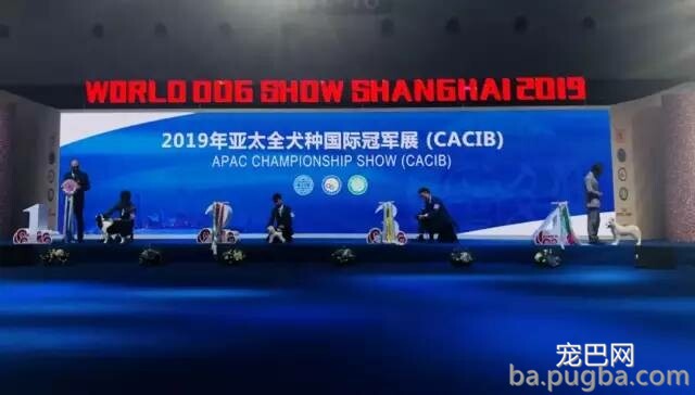 2019年上海世界杯犬展正式拉开序幕-11.jpeg