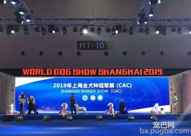 2019年上海世界杯犬展正式拉开序幕-10.jpeg