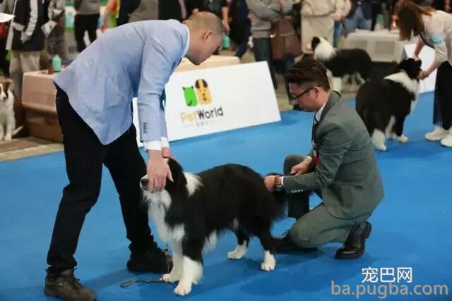 2019年上海世界杯犬展正式拉开序幕-21.jpeg