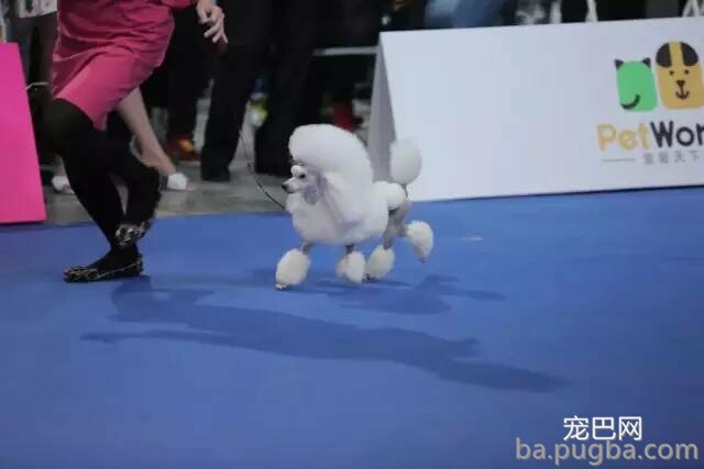 2019年上海世界杯犬展正式拉开序幕-24.jpeg