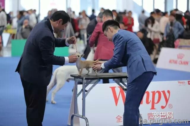 2019年上海世界杯犬展正式拉开序幕-19.jpeg
