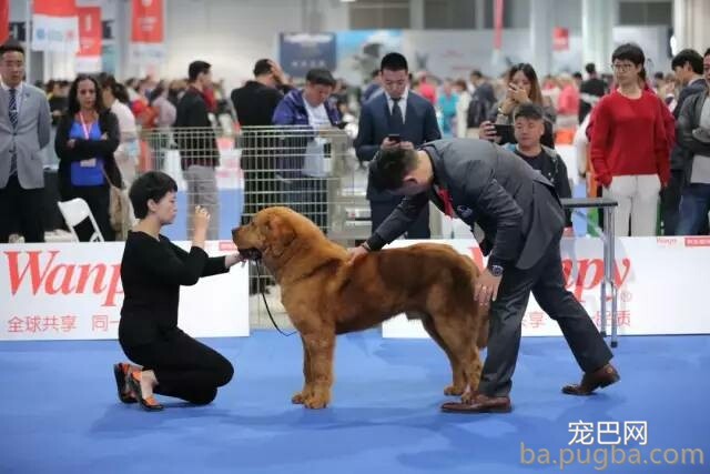 2019年上海世界杯犬展正式拉开序幕-20.jpeg