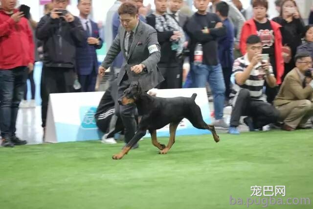 2019年上海世界杯犬展正式拉开序幕-22.jpeg