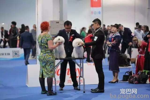 2019年上海世界杯犬展正式拉开序幕-18.jpeg