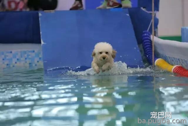 2019年上海世界杯犬展正式拉开序幕-26.jpeg