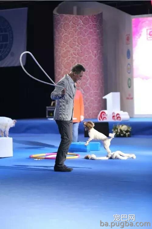 2019年上海世界杯犬展正式拉开序幕-33.jpeg