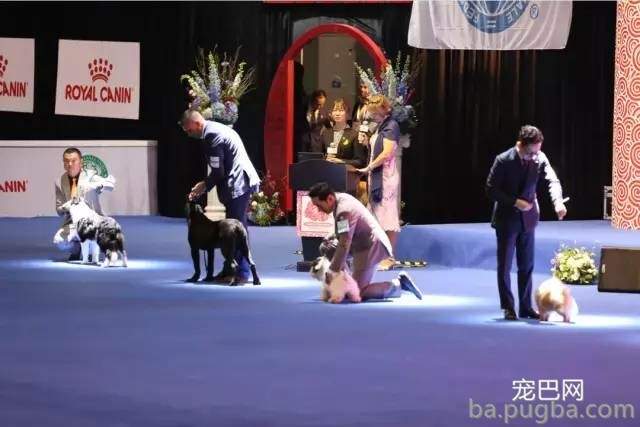 2019年上海世界杯犬展正式拉开序幕-29.jpeg